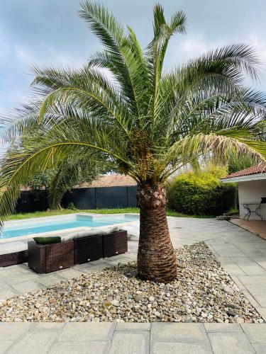 un palmier installé à côté d'une piscine dans l'établissement Villa Casalera - piscine, spacieuse & familiale, à Dax