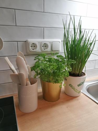 three potted plants on a counter in a kitchen at Alpenblumal in Bad Goisern