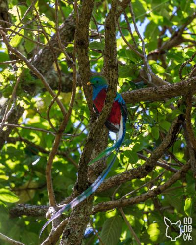 a blue and red bird sitting on a tree branch at Glamping Jaulares Mountain in Rivas