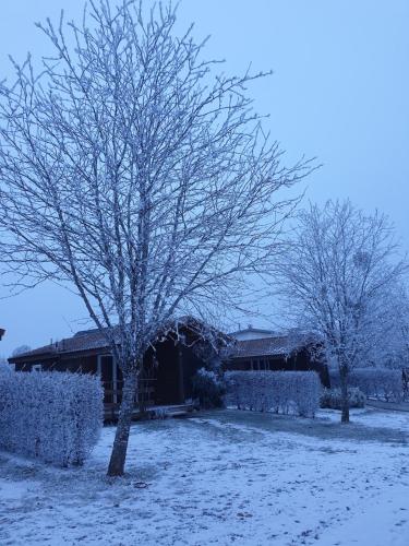 two trees covered in snow in front of a house at Chalet Jonquille 1 in Plombières-les-Bains