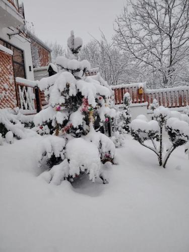 a snow covered tree in a yard at 40 steps Aframe House in Uçgün