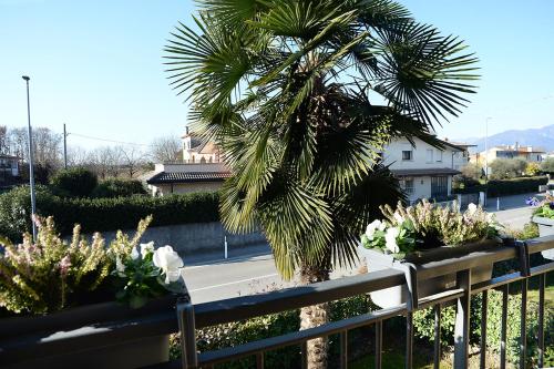 a palm tree on a fence next to a street at Affitto breve Bassano del Grappa Casa Corrado in Cassola