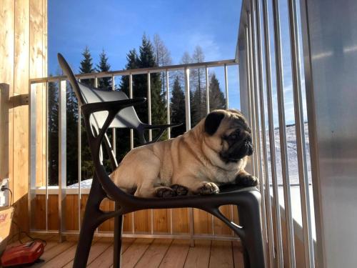a pug dog sitting on a chair on a balcony at Sonnenalpe Nassfeld Allegra Joy in Sonnenalpe Nassfeld