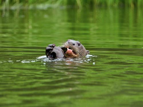a beaver swimming in the water with its mouth open at Posada Amazonas Lodge in Tambopata