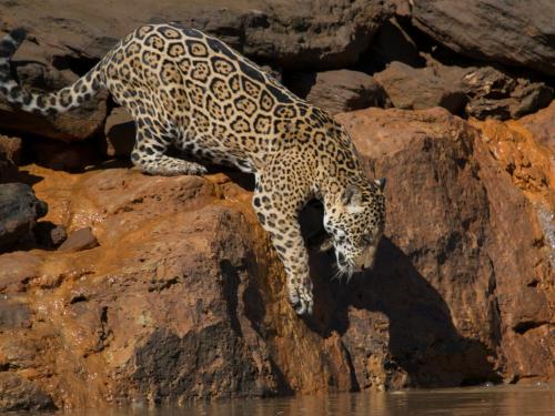 a jaguar standing on some rocks near the water at Posada Amazonas Lodge in Tambopata