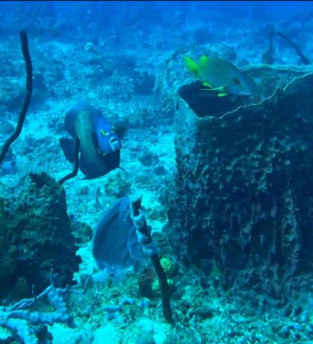 a group of fish swimming in the ocean at Gîte le Colibri, Bouillante - Plage de petite Anse in Bouillante