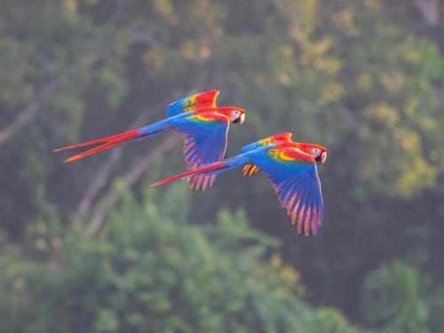 two colorful birds flying in the air at Refugio Amazonas Lodge in Tambopata