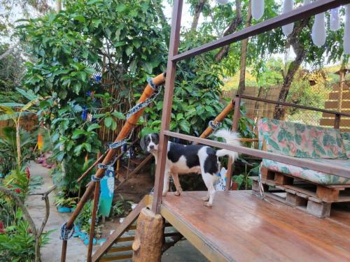 a dog standing on a porch chained to a swing at River Glamping Melgar in Melgar