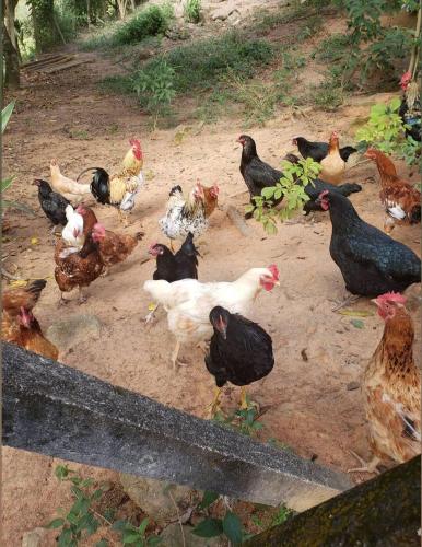 a group of chickens standing in the dirt at Chalezão Aldeia da Serra in Santana de Parnaíba