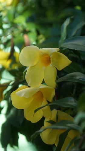 a group of yellow flowers on a bush at POA Eco Hostel in Porto Alegre