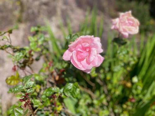 a pink flower in a garden with other plants at 3 bedroom home 15 mins drive from Kenmare town in Ardea Bridge
