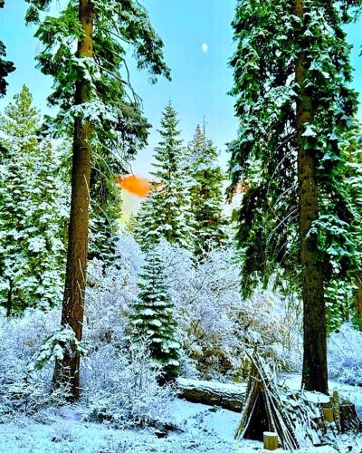 a tent in a snow covered forest with trees at Honey Bear Cabin in Carnelian Bay
