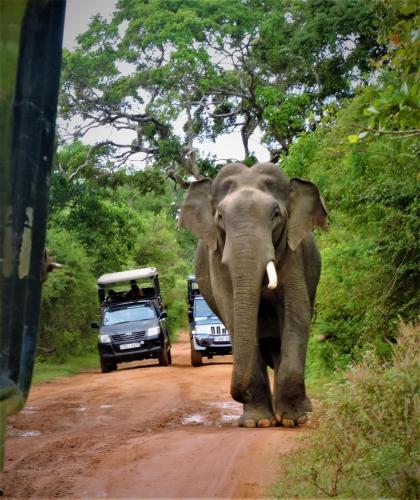 an elephant walking down a dirt road with a car at Yala Podi Hoona Bush Camp in Yala
