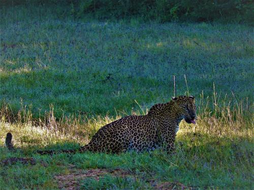 a leopard laying in the grass in a field at Yala Podi Hoona Bush Camp in Yala