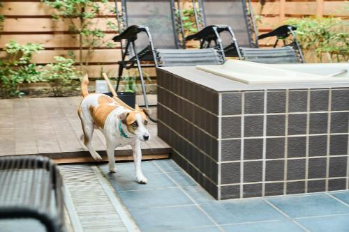 a dog on a leash standing next to a bench at R.Kamakura in Kamakura
