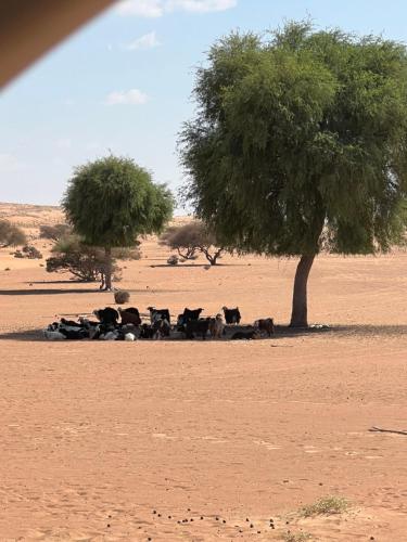 a herd of cows laying under a tree in the desert at Al Salam Desert Camp Bidiya in Bidiyah