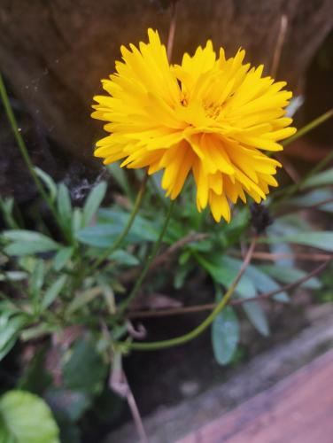 a yellow flower is growing in a garden at Meghpiyon Homestay in Pedong