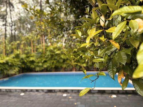 a tree with leaves next to a swimming pool at Chakkantharas Pool Villas in Athirappilly