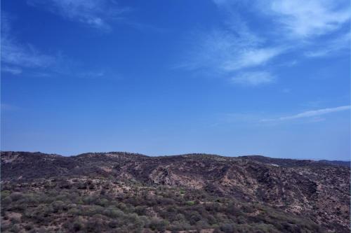 a view of a mountain with trees on it at Four Points by Sheraton Jaipur, City Square in Jaipur