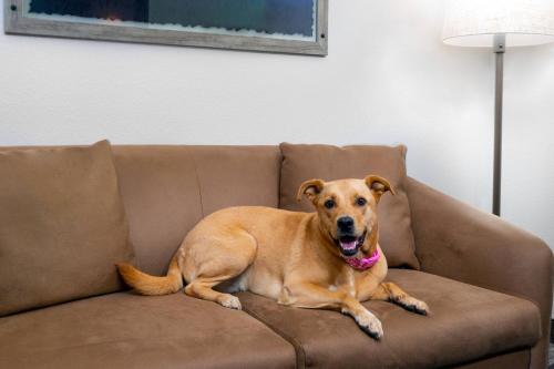a large brown dog laying on a couch at Fairfield Inn and Suites by Marriott Clearwater in Clearwater
