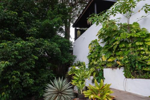 a garden with plants and a white wall at Lunar Villas Koh Tao - Luxury Private Pool Villas in Koh Tao