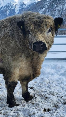 a cow standing in the snow in the snow at HAGGNER Hideaway in Sankt Sigmund im Sellrain