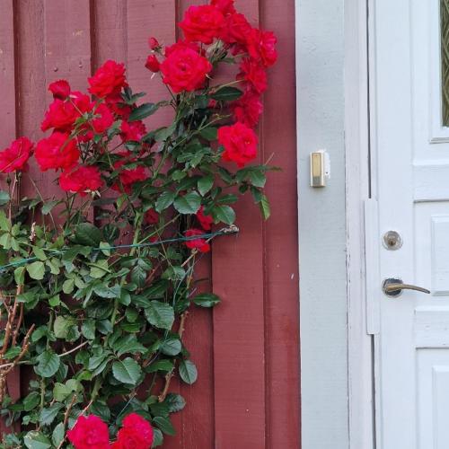 a bush of red roses on the side of a door at En stor trea i hus max 4 pers in Nygård