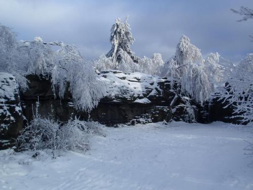 a group of trees covered in snow at Sněžník in Sněžnik