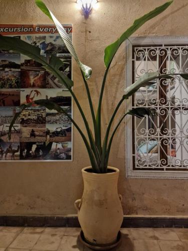 a plant in a vase sitting on a floor at Hostel Laksour in Marrakech
