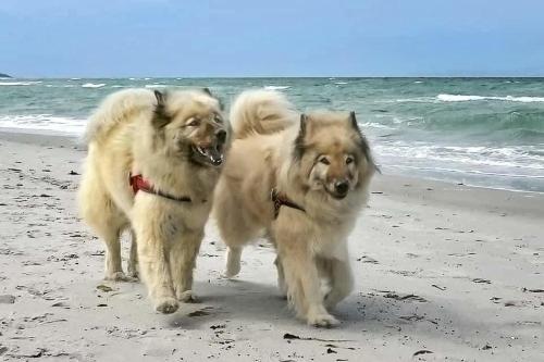 two dogs walking on the beach near the ocean at Wellenreiter in Stahlbrode