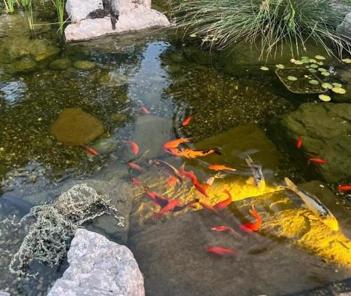 a group of kites in a pond with rocks at Channel Islands Beach Retreat in Oxnard