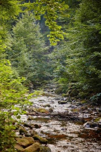 a painting of a river with rocks and trees at Kurpark Flair Hotel Im Ilsetal in Ilsenburg