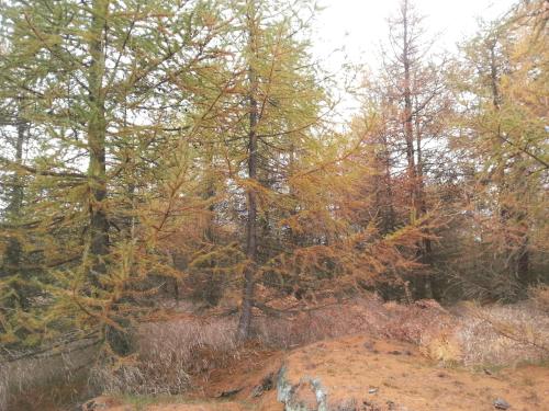 a group of trees on top of a hill at Sněžník in Sněžnik