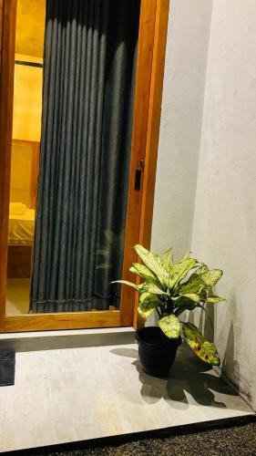 a potted plant sitting in front of a door at Mount Side Hiriketiya in Hiriketiya