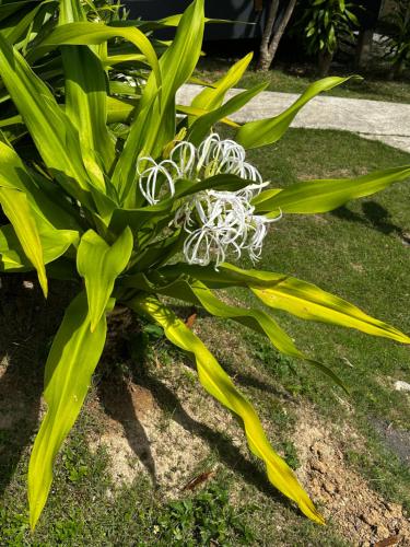 a green plant with a white flower in the grass at Escape-Cabins in Ko Lanta