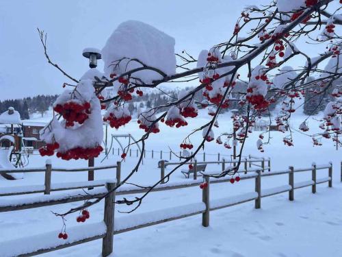 une clôture recouverte de neige avec une branche à baies rouges dans l'établissement Blue Paradise, à Saint-Étienne-en-Dévoluy