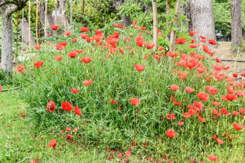 a field of red flowers in the grass at Giabeos Skiathos in Troulos