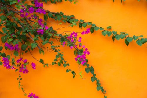 a bunch of purple flowers hanging on an orange wall at Rosa Garden in Ninh Binh