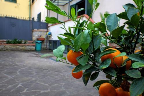 Casa Allegra Firenze