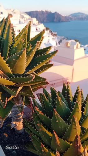 a succulent plant in front of a building at Santorini Ethereal Blue Suites in Pirgos