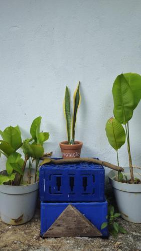 three plants in pots sitting next to a wall at LahSelva Pousada e Hostel in Itacaré
