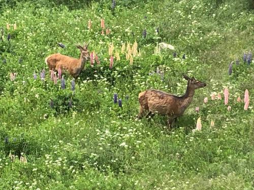 three deer standing in a field of grass and flowers at Superbe T3 esprit chalet avec vue panoramique in Font-Romeu