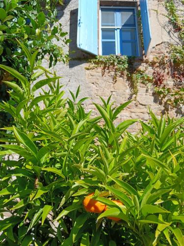an orange tree in front of a building with a window at Gite Les Volets Bleus du Segur in Le Ségur-Suech
