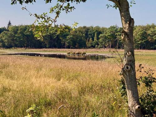 a tree in a field next to a body of water at Shepherd's Hut a tiny ecohouse near Dwingelderveld in Ruinen