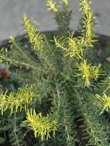 a close up of a plant with yellow flowers at Locazione Turistica A Casa di Viola in Orvieto
