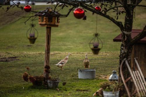 two birds standing in the grass near a bird feeder at Wassererlehen in Bischofswiesen