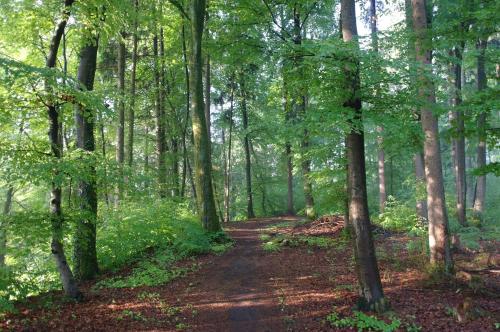 a dirt trail through a forest with trees at Hotel Waldgasthof Buchenhain in Baierbrunn