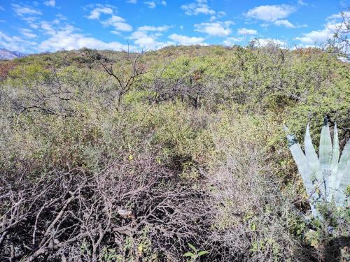 a hill covered in trees and bushes with a blue sky at La Fabrica in Yacanto