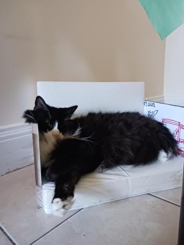 a black and white cat laying on a chair at Comfy Room in Fresh Meadows in Utopia