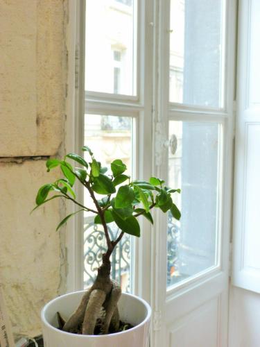 a plant in a white pot in front of a window at L'Appart D'Oli et Tiane in Bordeaux